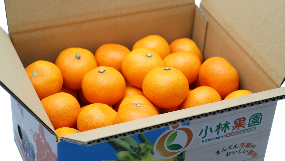 愛媛みかんがお歳暮におすすめの理由を紹介！選び方や人気商品、マナーも